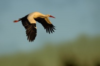 Cap bily - Ciconia ciconia - White Stork 1444